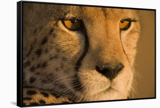 Cheetah, Masai Mara Game Reserve, Kenya-null-Framed Stretched Canvas