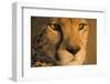 Cheetah, Masai Mara Game Reserve, Kenya-null-Framed Premium Photographic Print