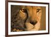 Cheetah, Masai Mara Game Reserve, Kenya-null-Framed Photographic Print