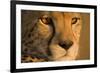 Cheetah, Masai Mara Game Reserve, Kenya-null-Framed Photographic Print