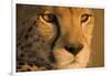 Cheetah, Masai Mara Game Reserve, Kenya-null-Framed Photographic Print