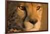 Cheetah, Masai Mara Game Reserve, Kenya-null-Framed Photographic Print