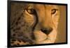 Cheetah, Masai Mara Game Reserve, Kenya-null-Framed Photographic Print