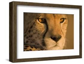 Cheetah, Masai Mara Game Reserve, Kenya-null-Framed Photographic Print