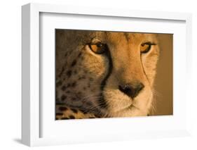 Cheetah, Masai Mara Game Reserve, Kenya-null-Framed Photographic Print