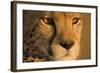 Cheetah, Masai Mara Game Reserve, Kenya-null-Framed Photographic Print