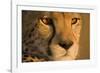 Cheetah, Masai Mara Game Reserve, Kenya-null-Framed Photographic Print