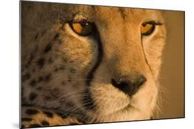 Cheetah, Masai Mara Game Reserve, Kenya-null-Mounted Photographic Print