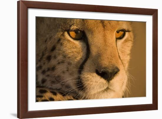 Cheetah, Masai Mara Game Reserve, Kenya-null-Framed Photographic Print