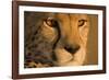 Cheetah, Masai Mara Game Reserve, Kenya-null-Framed Photographic Print