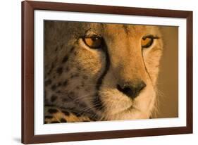 Cheetah, Masai Mara Game Reserve, Kenya-null-Framed Photographic Print