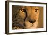 Cheetah, Masai Mara Game Reserve, Kenya-null-Framed Photographic Print