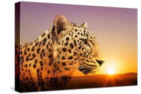 Cheetah, Masai Mara, Kenya, East Africa, Africa-Angelo Cavalli-Stretched Canvas