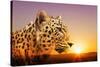 Cheetah, Masai Mara, Kenya, East Africa, Africa-Angelo Cavalli-Stretched Canvas