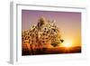 Cheetah, Masai Mara, Kenya, East Africa, Africa-Angelo Cavalli-Framed Photographic Print