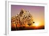 Cheetah, Masai Mara, Kenya, East Africa, Africa-Angelo Cavalli-Framed Photographic Print