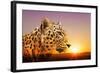 Cheetah, Masai Mara, Kenya, East Africa, Africa-Angelo Cavalli-Framed Photographic Print