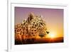 Cheetah, Masai Mara, Kenya, East Africa, Africa-Angelo Cavalli-Framed Photographic Print