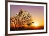 Cheetah, Masai Mara, Kenya, East Africa, Africa-Angelo Cavalli-Framed Photographic Print