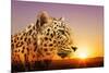 Cheetah, Masai Mara, Kenya, East Africa, Africa-Angelo Cavalli-Mounted Photographic Print