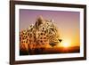 Cheetah, Masai Mara, Kenya, East Africa, Africa-Angelo Cavalli-Framed Photographic Print