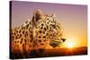 Cheetah, Masai Mara, Kenya, East Africa, Africa-Angelo Cavalli-Stretched Canvas