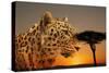 Cheetah, Masai Mara, Kenya, East Africa, Africa-Angelo Cavalli-Stretched Canvas