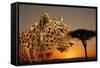 Cheetah, Masai Mara, Kenya, East Africa, Africa-Angelo Cavalli-Framed Stretched Canvas