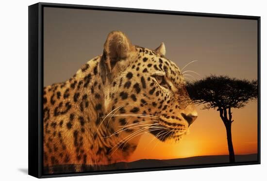 Cheetah, Masai Mara, Kenya, East Africa, Africa-Angelo Cavalli-Framed Stretched Canvas