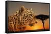 Cheetah, Masai Mara, Kenya, East Africa, Africa-Angelo Cavalli-Framed Stretched Canvas