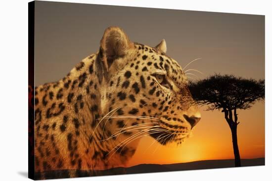 Cheetah, Masai Mara, Kenya, East Africa, Africa-Angelo Cavalli-Stretched Canvas