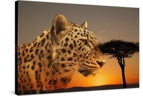 Cheetah, Masai Mara, Kenya, East Africa, Africa-Angelo Cavalli-Stretched Canvas