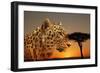 Cheetah, Masai Mara, Kenya, East Africa, Africa-Angelo Cavalli-Framed Photographic Print