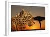 Cheetah, Masai Mara, Kenya, East Africa, Africa-Angelo Cavalli-Framed Photographic Print