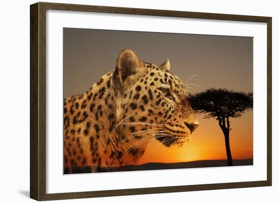 Cheetah, Masai Mara, Kenya, East Africa, Africa-Angelo Cavalli-Framed Photographic Print