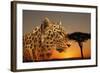 Cheetah, Masai Mara, Kenya, East Africa, Africa-Angelo Cavalli-Framed Photographic Print