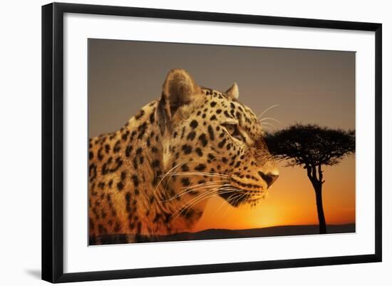 Cheetah, Masai Mara, Kenya, East Africa, Africa-Angelo Cavalli-Framed Photographic Print