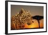 Cheetah, Masai Mara, Kenya, East Africa, Africa-Angelo Cavalli-Framed Photographic Print