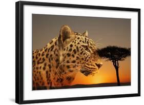 Cheetah, Masai Mara, Kenya, East Africa, Africa-Angelo Cavalli-Framed Photographic Print