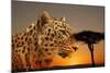 Cheetah, Masai Mara, Kenya, East Africa, Africa-Angelo Cavalli-Mounted Photographic Print