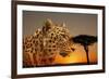 Cheetah, Masai Mara, Kenya, East Africa, Africa-Angelo Cavalli-Framed Photographic Print