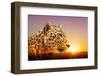 Cheetah, Masai Mara, Kenya, East Africa, Africa-Angelo Cavalli-Framed Photographic Print