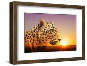 Cheetah, Masai Mara, Kenya, East Africa, Africa-Angelo Cavalli-Framed Photographic Print