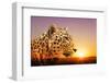 Cheetah, Masai Mara, Kenya, East Africa, Africa-Angelo Cavalli-Framed Photographic Print