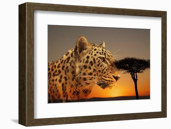 Cheetah, Masai Mara, Kenya, East Africa, Africa-Angelo Cavalli-Framed Photographic Print