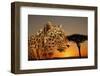 Cheetah, Masai Mara, Kenya, East Africa, Africa-Angelo Cavalli-Framed Photographic Print