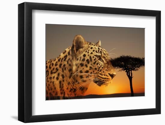 Cheetah, Masai Mara, Kenya, East Africa, Africa-Angelo Cavalli-Framed Photographic Print