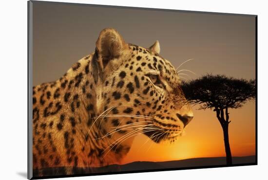 Cheetah, Masai Mara, Kenya, East Africa, Africa-Angelo Cavalli-Mounted Photographic Print