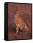 Cheetah, Masai Mara, Kenya-Dee Ann Pederson-Framed Stretched Canvas