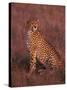 Cheetah, Masai Mara, Kenya-Dee Ann Pederson-Stretched Canvas